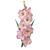 Nasiona i cebule - Mieczyk Supreme 1 sztuka różowy - miniaturka - grafika 1