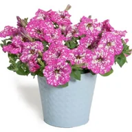 Kwiaty doniczkowe - Petunia Baby Doll - miniaturka - grafika 1