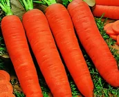 Nasiona i cebule - Marchew Flakkese 2 Flacoro TOR 500g - Torseed nasiona - miniaturka - grafika 1