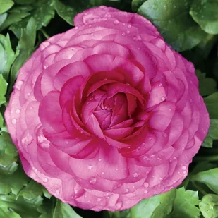 Ranunculus jaskier różowy cebulki 5 szt. - Nasiona i cebule - miniaturka - grafika 1