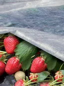 Agrowłókniny - Agrowłóknina Ortoclima 17g/m² 1,60x10m / TENAX - miniaturka - grafika 1