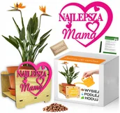 Nasiona i cebule - STRELICJA Prezent Dzień Matki Zestaw do uprawy - miniaturka - grafika 1