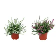 Kwiaty doniczkowe - Wrzos - miniaturka - grafika 1