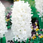 Nasiona i cebule - Hiacynt White Pearl 3 szt cebulki hiacynty cebule - miniaturka - grafika 1