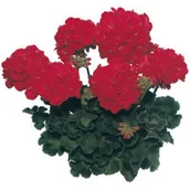 Kwiaty doniczkowe - Pelargonia rabatowa Diabolo - miniaturka - grafika 1