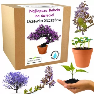 Prezent na Dzień Babci drzewko szczęścia bonsai - Nasiona i cebule - miniaturka - grafika 1