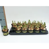 Kwiaty doniczkowe - Narcyz doniczka 9 cm mix - miniaturka - grafika 1