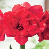 Nasiona i cebule - Hippeastrum Amarylis Double Delicious 1 szt - miniaturka - grafika 1
