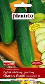 Nasiona i cebule - Plantico Ogórek gruntowy Gracius Gładki F1 - miniaturka - grafika 1