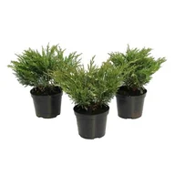 Sadzonki drzew krzewów - Jałowiec Andorra Variegata don. 3 l - miniaturka - grafika 1