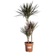 Kwiaty doniczkowe - Rośliny zielone - miniaturka - grafika 1