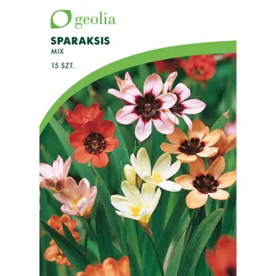 Sparaksis mix 15 szt. cebulki kwiatów Geolia - Nasiona i cebule - miniaturka - grafika 1