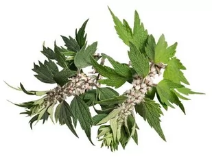 EQUIHERBS Serdecznik pospolity ziele 2 kg - - Akcesoria jeździeckie - miniaturka - grafika 1