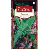 Nasiona i cebule - Szałwia lekarski 1 g Eden - miniaturka - grafika 1