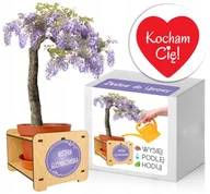 Nasiona i cebule - Zestaw do uprawy Bonsai Glicynia na WALENTYNKI - miniaturka - grafika 1
