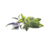 Pasze dla zwierząt - Mięta pieprzowa EQUIHERBS 1000g - miniaturka - grafika 1