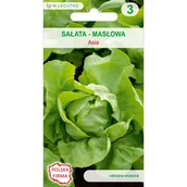 Nasiona i cebule - Sałata masłowa Asia nasiona W.Legutko - miniaturka - grafika 1