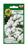Nasiona i cebule - Zatrwian letni Iceberg biały 0,2 g PNOS Ożarów - miniaturka - grafika 1