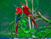 Zabawki kreatywne - Mozaika Diamentowa 5D Haft Malowanie Papugi Na Drzewie ** KUP Z DOSTAWĄ TEGO SAMEGO DNIA DO NAJWIĘKSZYCH MIAST ** 0000045789 - miniaturka - grafika 1