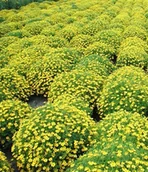 Nasiona i cebule - AKSAMITKA WĄSKOLISTNA LULU DUŻO DROBNYCH KWIATÓW p. 2293/XK - miniaturka - grafika 1