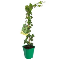 Kwiaty doniczkowe - Bluszcz pospolity, wys.40-60 cm, don.2 l - miniaturka - grafika 1