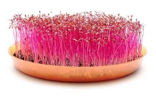 Legutko Microgreens Amarantus czerwony 100g Mic000008 - Nasiona i cebule - miniaturka - grafika 1