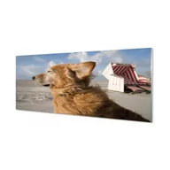 Dekoracje domu - Panel szklany ścienny Brązowy pies plaża 125x50 cm - miniaturka - grafika 1