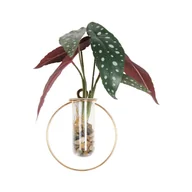 Sztuczne kwiaty - SPLENDID Begonia sztuczna 30cm w szkle - miniaturka - grafika 1