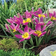 Nasiona i cebule - Tulipan Niski Eastern Star 5 szt Tulipany Cebulki - miniaturka - grafika 1