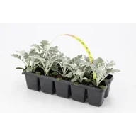 Kwiaty doniczkowe - Starzec - miniaturka - grafika 1