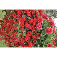 Kwiaty doniczkowe - Dalia pomponiasta, wys.30 cm, don.12 cm - miniaturka - grafika 1