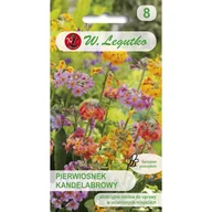 Nasiona i cebule - PIERWIOSNEK KANDELABROWY PIĘKNY NASKALNIAK NASIONA p. PL230/12/210/1737A; - miniaturka - grafika 1