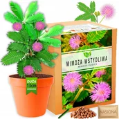 Nasiona i cebule - Zestaw do uprawy roślin Mimoza Wstydliwa nasiona MIMOSA PUDICA XL - miniaturka - grafika 1