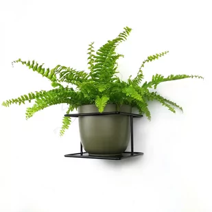 Kwietnik metalowy na ścianę  Flora czarny/Domowe Kwietniki - Kwietniki - miniaturka - grafika 1