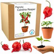 Nasiona i cebule - Zestaw do Uprawy Carolina Reaper HP22B Red nasiona - miniaturka - grafika 1
