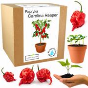 Zestaw do Uprawy Carolina Reaper HP22B Red nasiona