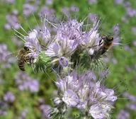 Nasiona i cebule - Nasiona - Facelia Błękitna - 0,5 kg - NAS18 - miniaturka - grafika 1