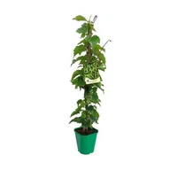 Kwiaty doniczkowe - Winobluszcz trójklapowy 90 cm don. 2 l - miniaturka - grafika 1