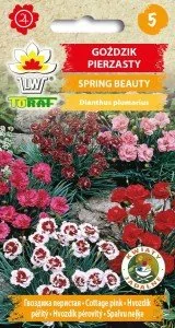 Toraf KWIATY Goździk pierzasty Spring Beauty 0,5g 00400 - Nasiona i cebule - miniaturka - grafika 1