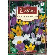 Nasiona i cebule - Krokus botaniczny mix 10 sztuk Eden - miniaturka - grafika 1