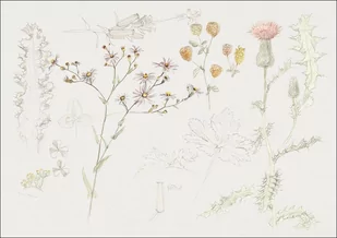 Galeria Plakatu, Plakat, Studies of Meadow Flowers, Samuel Colman, 42x29,7 cm - Plakaty - miniaturka - grafika 1