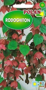 Rodochiton purpurowy 5z POLAN - Nasiona i cebule - miniaturka - grafika 1