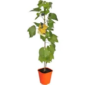 Kwiaty doniczkowe - Winorośl pachnąca, wys.60-80 cm, don.2 l - miniaturka - grafika 1