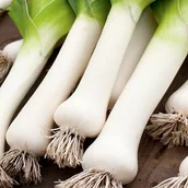 Nasiona i cebule - Por TANGO (późny) Allium porrum L. - miniaturka - grafika 1