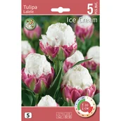 Nasiona i cebule - Tulipan Ice Cream 11/12 5szt. cebulki kwiatów - miniaturka - grafika 1