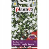 Nasiona i cebule - Plantico Lobelia przylądkowa - Stroiczka biała - miniaturka - grafika 1