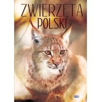 Fenix Zwierzęta Polski - fotografie, opisy, ciekawostki - Fenix