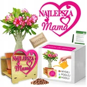 Nasiona i cebule - PREZENT Dzień Matki Zestaw do uprawy RÓŻA PUSTYNI - miniaturka - grafika 1