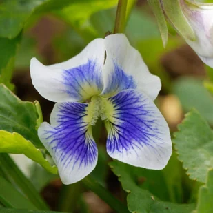 Fiołek Motylkowy 'Priceana' (Viola sororia) Doniczka 1.0L - Nasiona i cebule - miniaturka - grafika 1