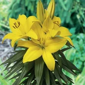 Nasiona i cebule - Lilia azjatycka doniczkowa Tiny Ranger 1 szt. cebule cebulki lilii lilie - miniaturka - grafika 1